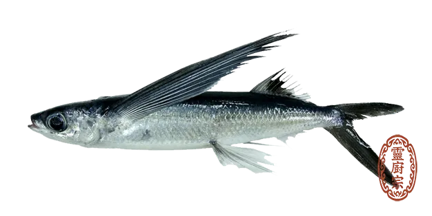 飛魚