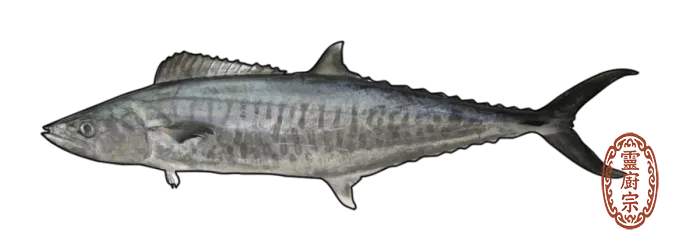 Narrow-barred Spanish mackerel