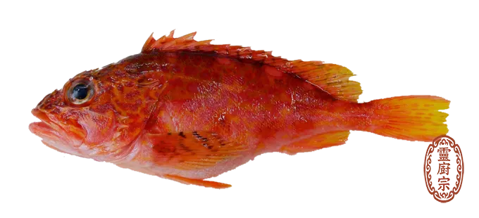 False kelpfish