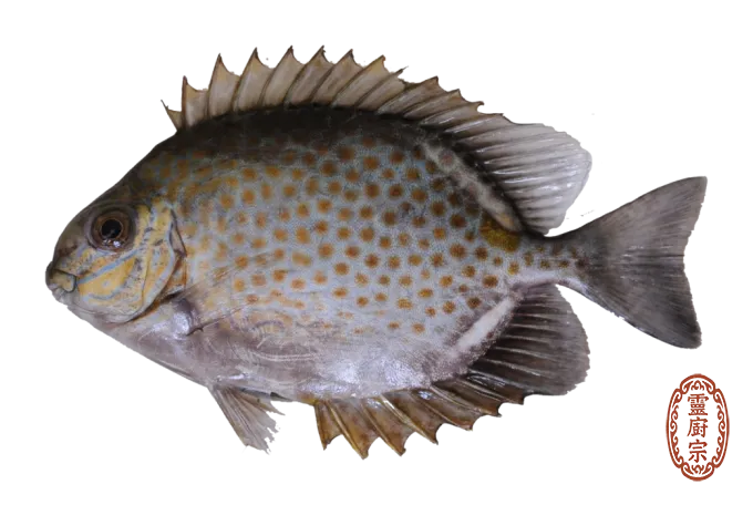 星斑臭肚魚