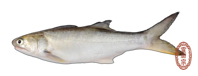Fourfinger threadfin