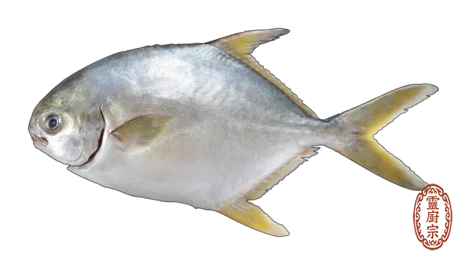 金鯧魚