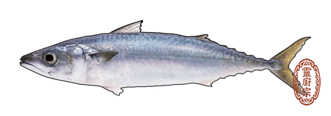 Chub mackerel