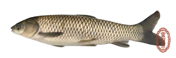 草魚