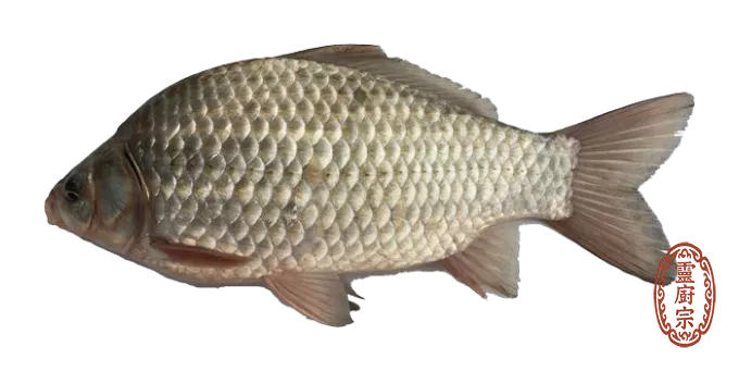 鯽魚