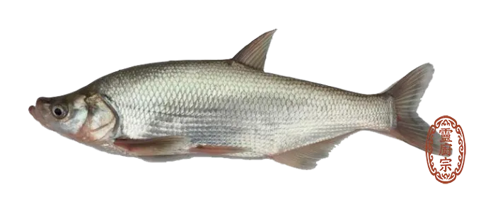 翹嘴鮊魚