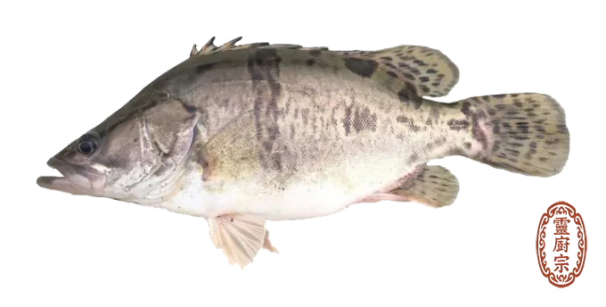 鱖魚
