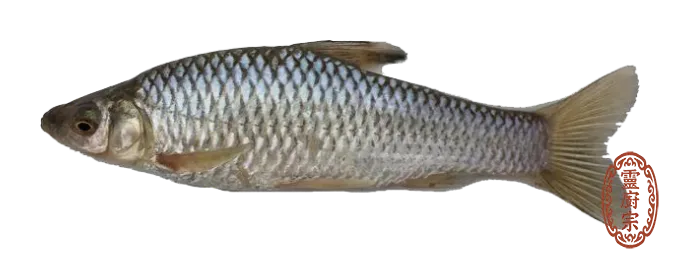 麥穗魚