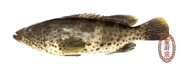 Epinephelus spp