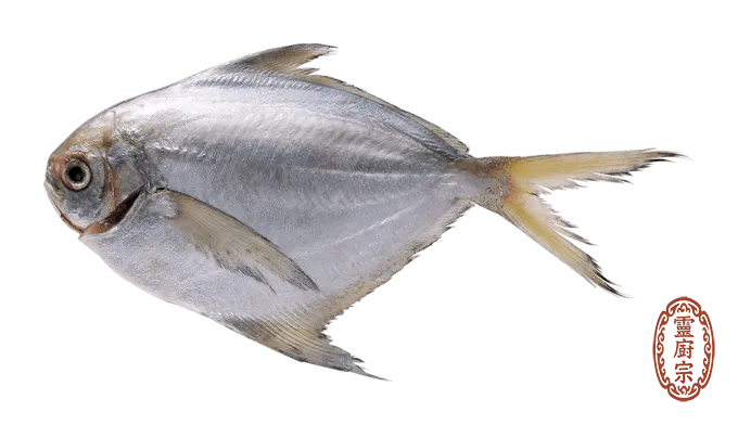 鰭鯧魚