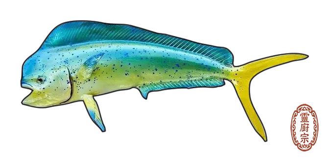 鬼頭刀魚