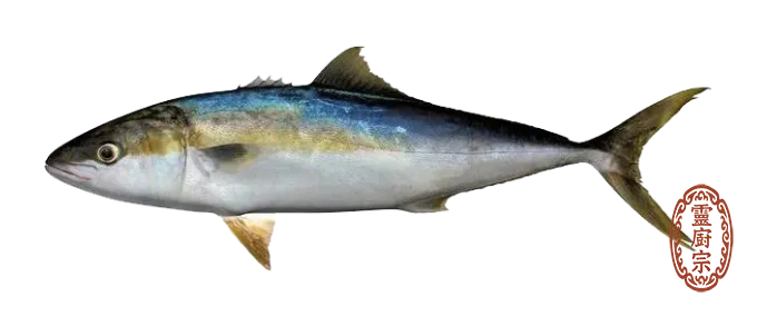黃尾鰤魚