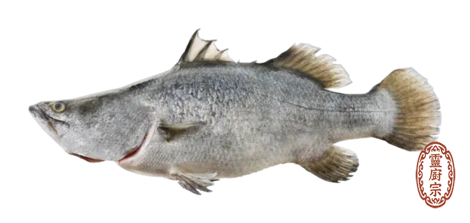 金目鱸魚
