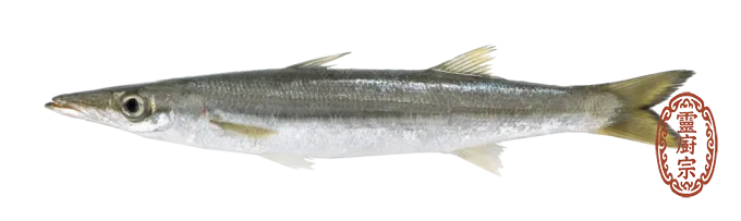 梭子魚