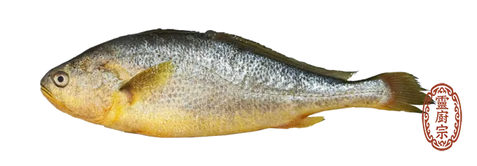 小黃魚