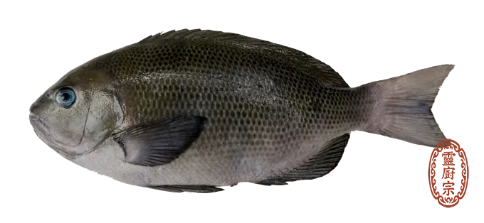 黑毛魚