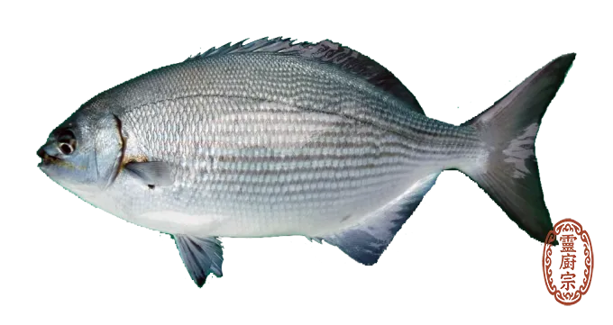 白毛魚