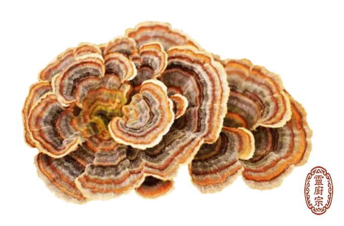 雲芝(五色靈芝)