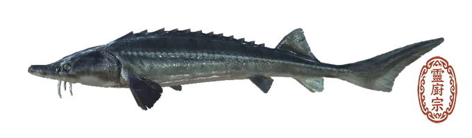 鱘龍魚