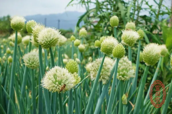 青蔥 - Allium fistulosum