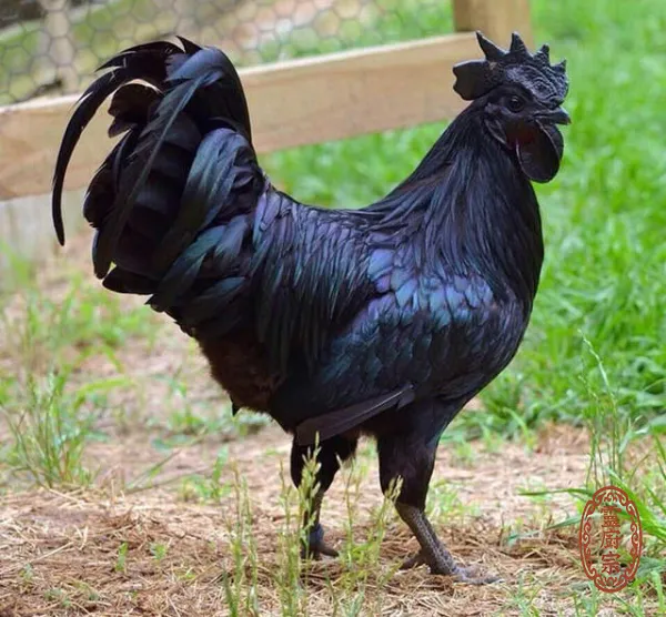 烏骨雞 - Gallus gallus domesticus var. domesticus