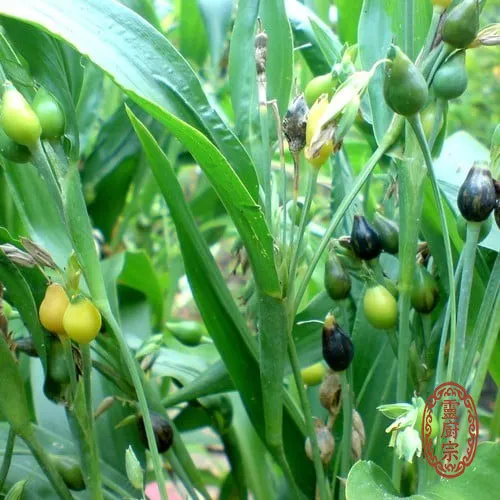 薏仁 - Coix lacryma-jobi var. ma-yuen (Roman.) Stapf.