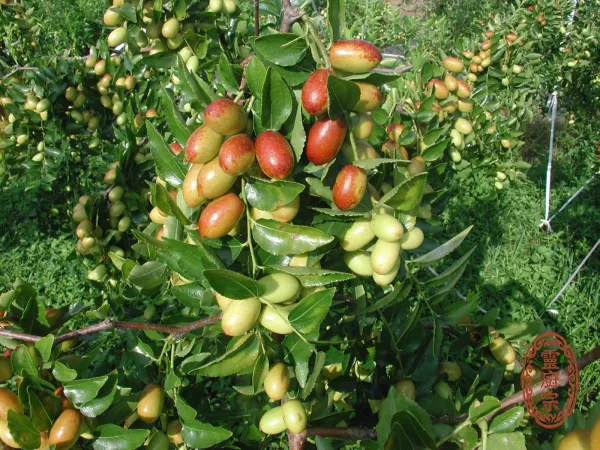 紅棗 - Ziziphus jujuba Mill.