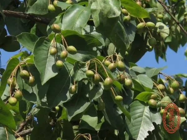訶子 - Terminalia chebula.
