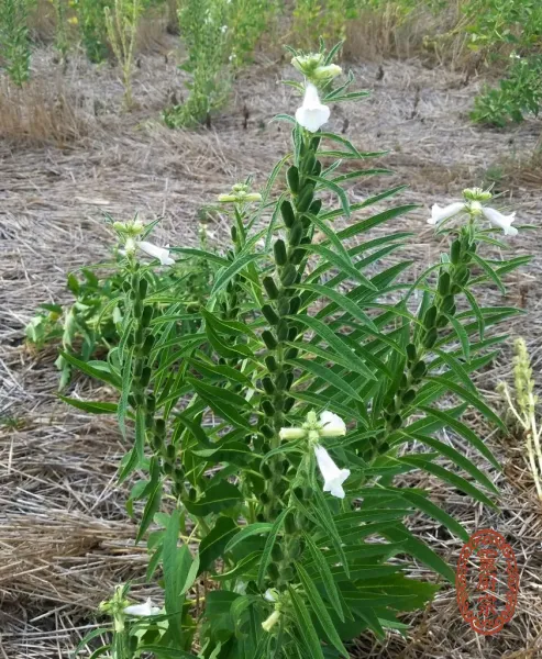 白芝麻 - Sesamum indicum L.