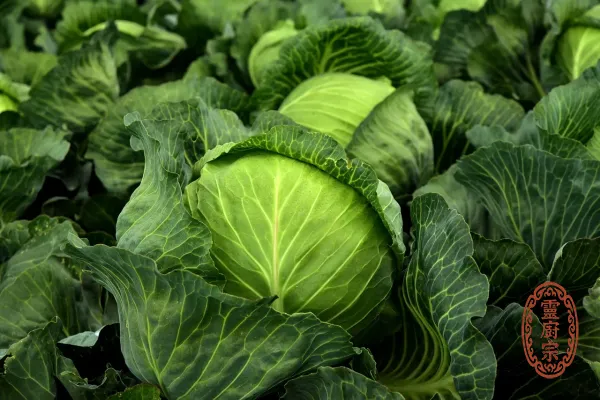 Green Cabbage - Brassica oleracea var. capitata