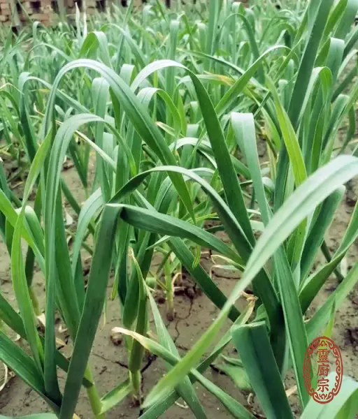 蒜頭 - Allium sativum L.
