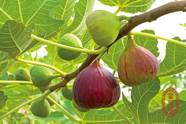 無花果 - Ficus carica L.