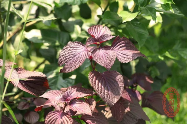 紅紫蘇 - Perilla frutescens var. purpurea