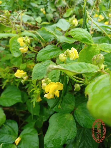 紅豆 - Vigna angularis