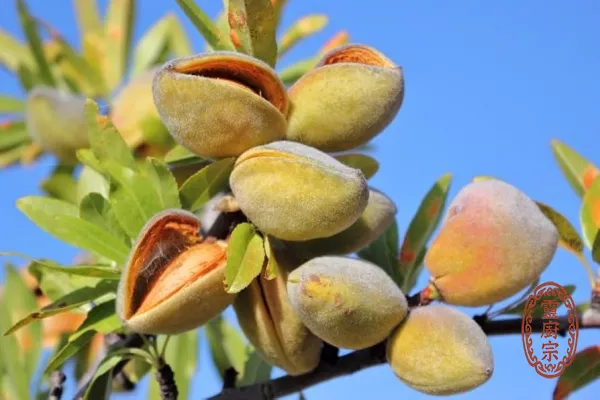 甜杏仁 - Prunus amygdalus