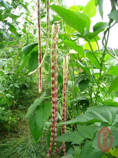長紅豆 - Vigna unguiculata subsp. sesquipedalis