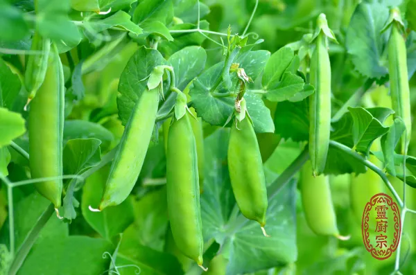 豌豆苗 - Pisum sativum