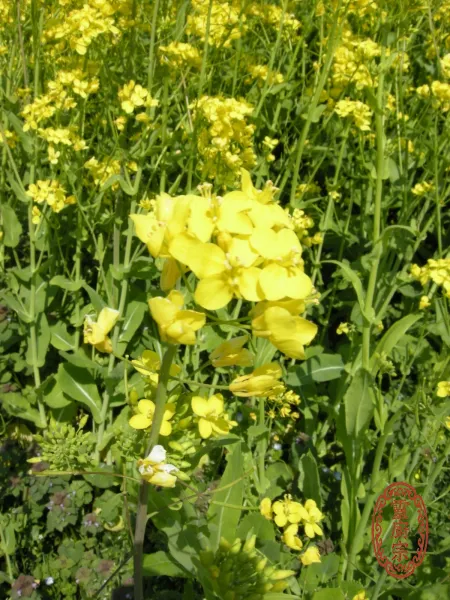 油菜 - Brassica rapa var. chinensis