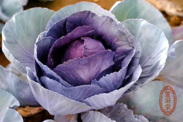 紫甘藍 - Brassica oleracea var. capitata f. rubra