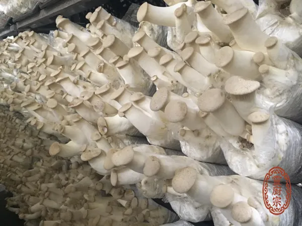 杏鮑菇 - Pleurotus eryngii