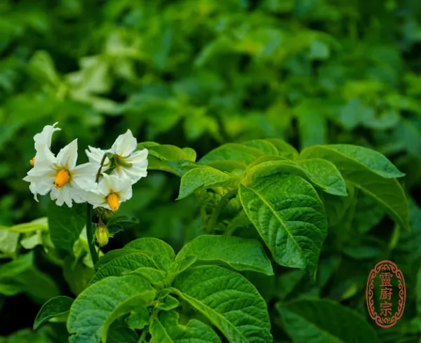 馬鈴薯 - Solanum tuberosum