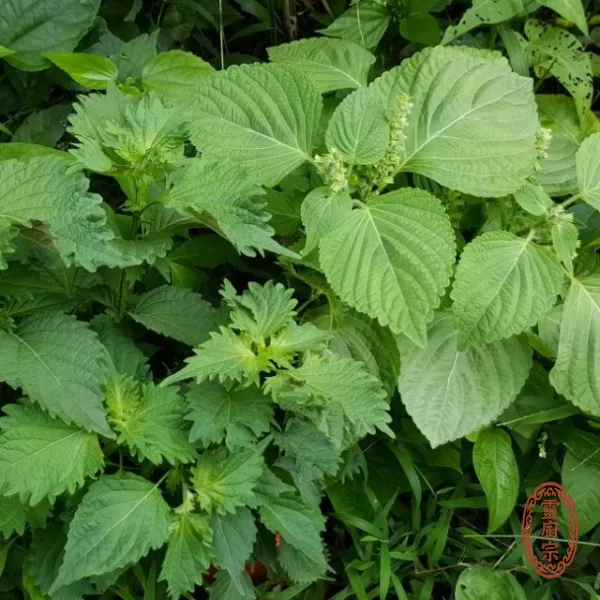 青紫蘇 - Perilla frutescens var. frutescens