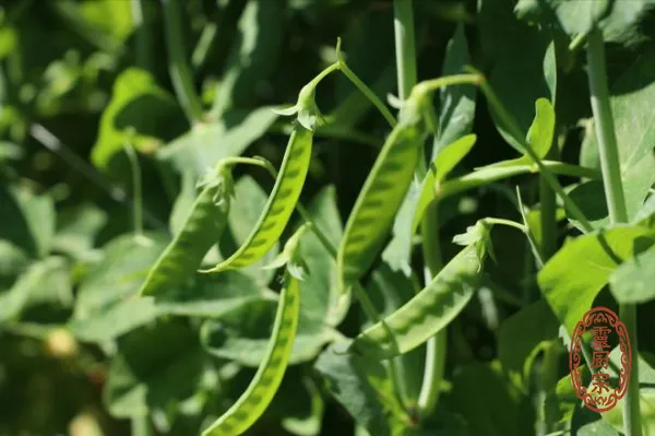 豌豆莢 - Pisum sativum var. macrocarpon