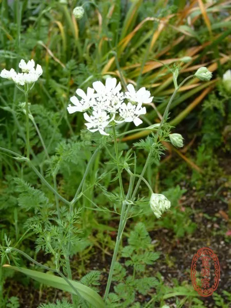 芫荽 - Coriandrum sativum