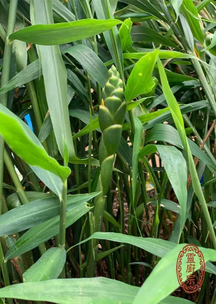 老薑 - Zingiber officinale Roscoe
