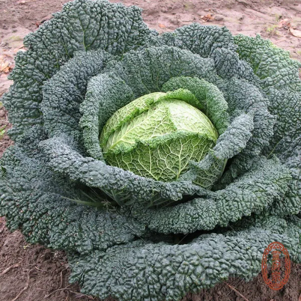 皺葉甘藍 - Brassica oleracea var. sabauda