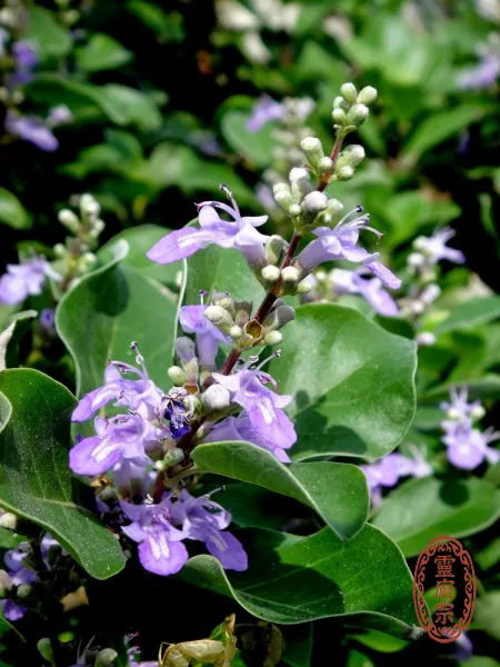 蔓荊子(果實) - Vitex trifolia L.