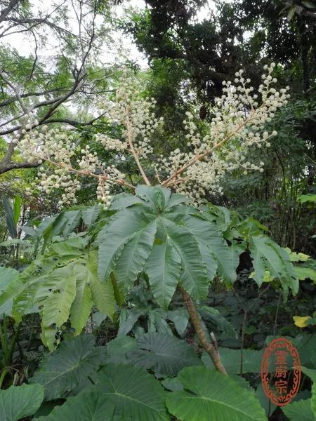 通草 - Tetrapanax papyrifer (Hook.) K. Koch