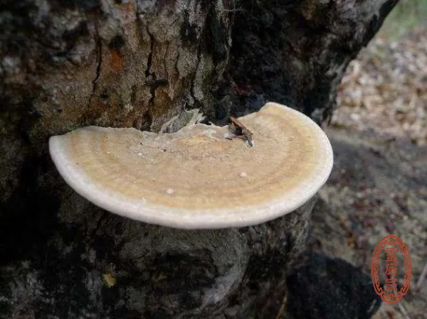 白霊芝 - Ganoderma lucidum f. albida
