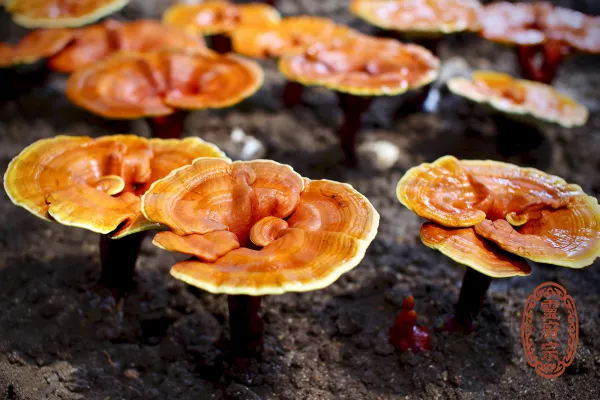 黄霊芝 - Ganoderma lucidum f. flavum